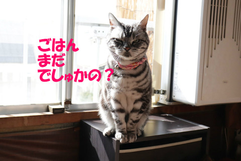 ね?