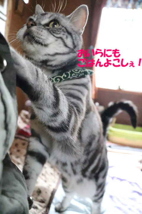 ごはん、くりぇ!