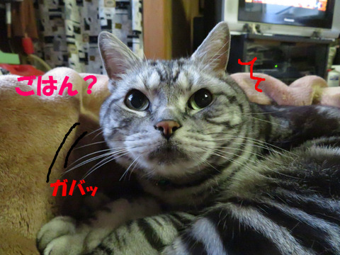ねぇ、ごはん?