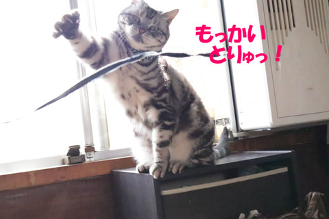 とってっやりゅ!