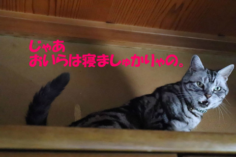 じゃましゅんな~。