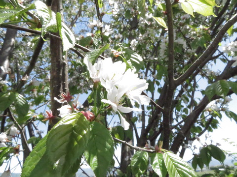 山桜・白