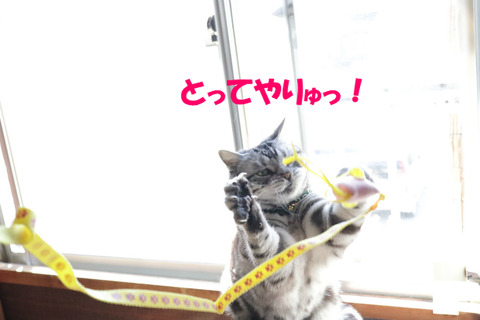 まて~!