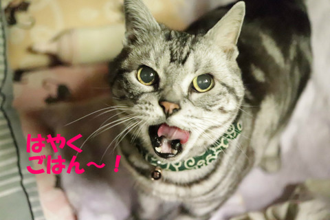 そろそろでしゅよな?