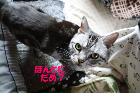 おいら、まだ食べれましゅじょ?