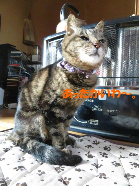 床が冷たくないのはいいわねぇ。