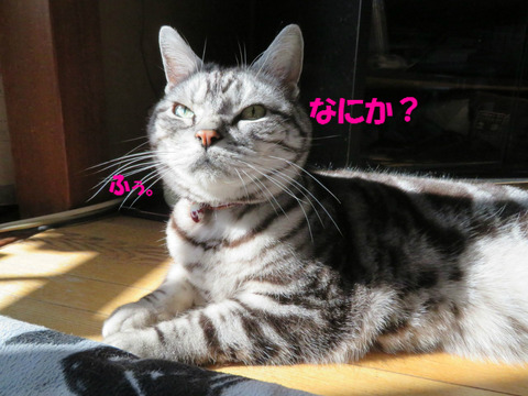 なんかありまちたかの?
