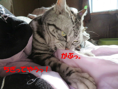 おいらは猛獣でしゅとも!