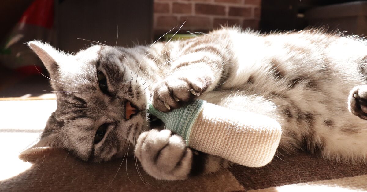 手芸（趣味）に関するWebメディア