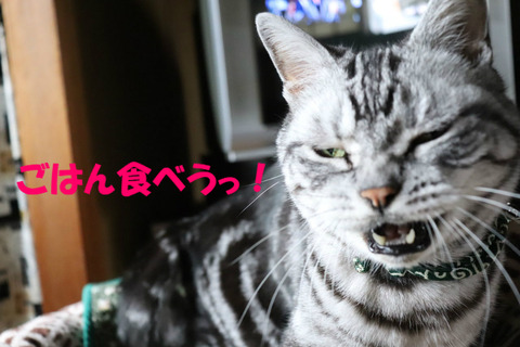 さぁ、はやく出しぇ!