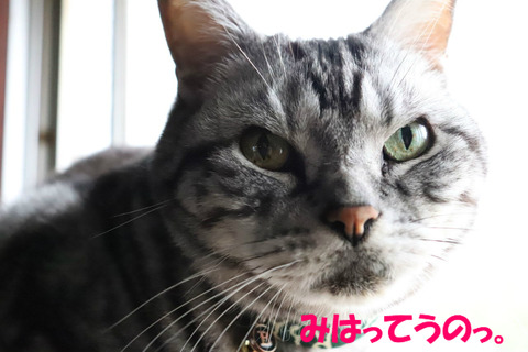 (`・ω・´)☆