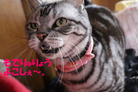 おやちゅ~!
