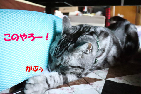 待てってば!