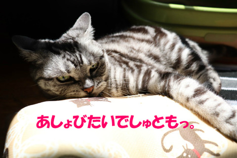 ていっ!