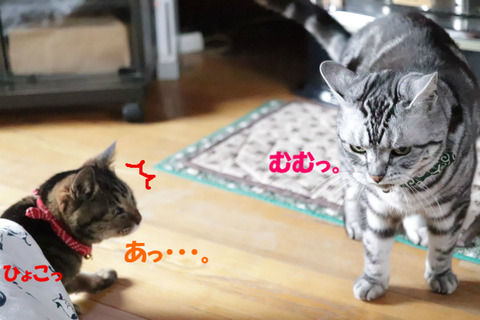 おいら、きじゅいてましぇんよ?