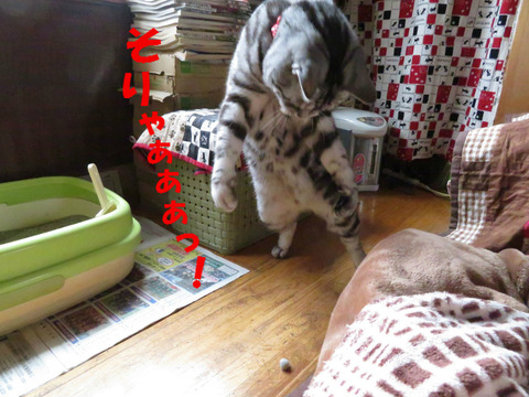 ちゅかまえりゅ!