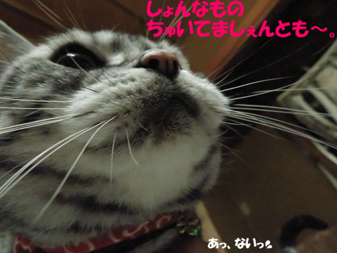 ふふん。