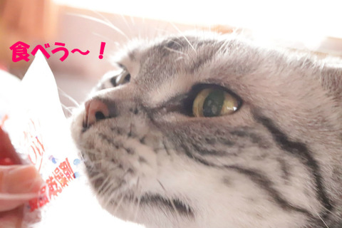 イケりゅはじゅっ!