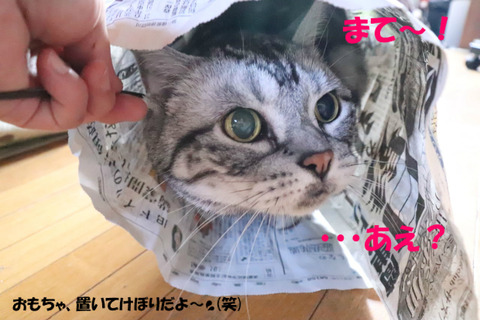 ドコ行った?