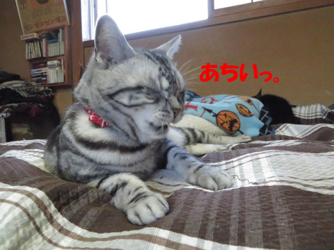 すぅしぃ(涼しい)の付けれ。