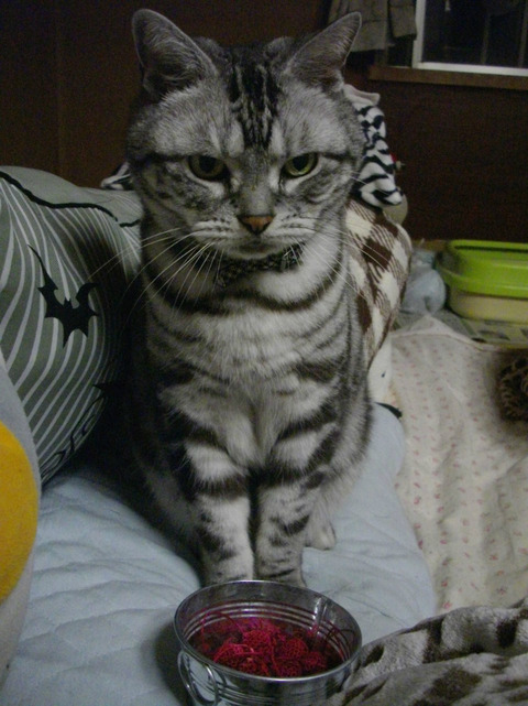何?こえ。