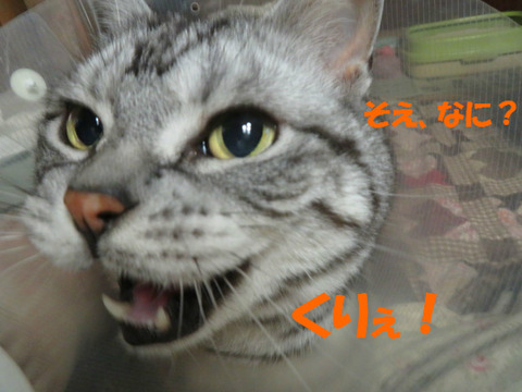よこしぇ!