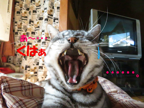 ・・・あえ?
