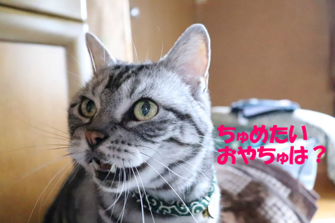 今日もくれう?