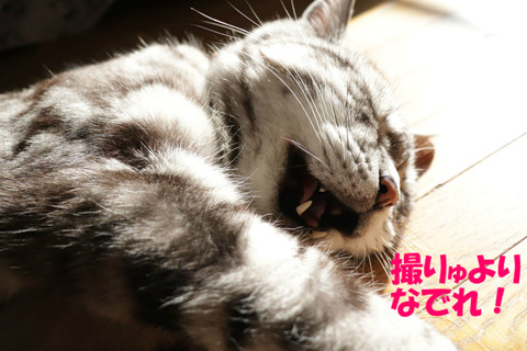 早くっ!