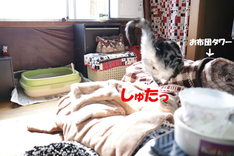 よちっ!