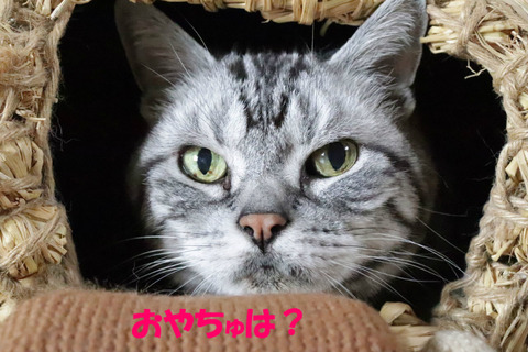 BlogPaint