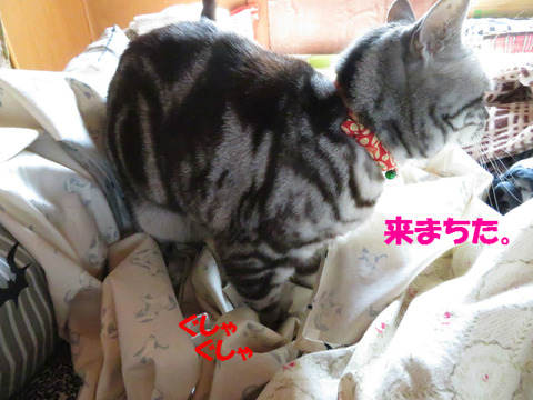 今度はこっちでしゅな?