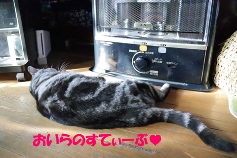ぬく~い♪
