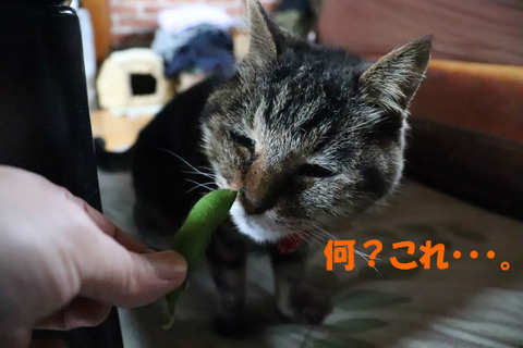 美味しいの?