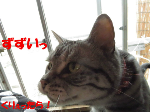 さあさあっ!