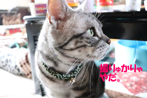 かめりゃあったもん。
