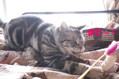 こいちゅめ~!