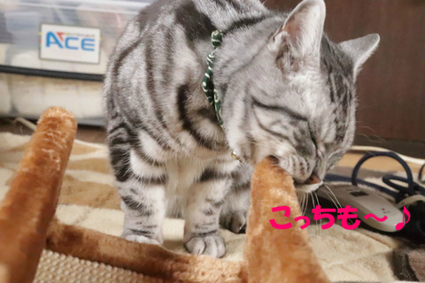 おいらの匂いちゅけう~。