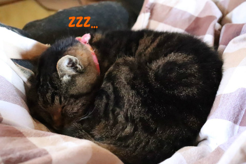 zzz