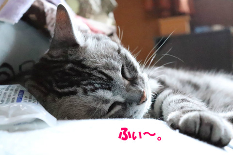 ん?あたま、ひゃっこい。
