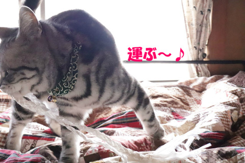 おいらの~。