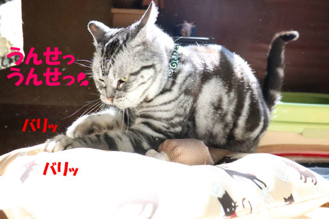 えいっ!えいっ!