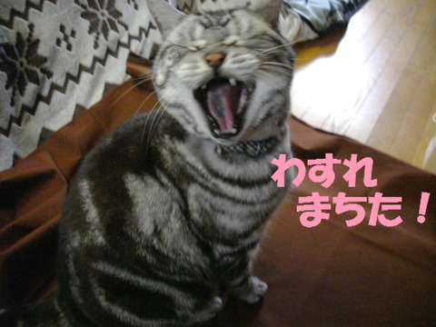 ちらない!