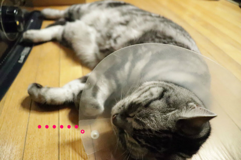 zzz(爆睡)