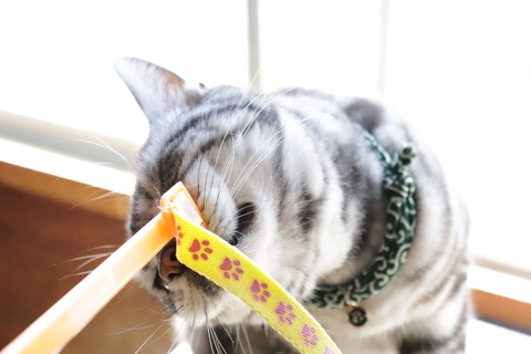 においちゅけう~♪