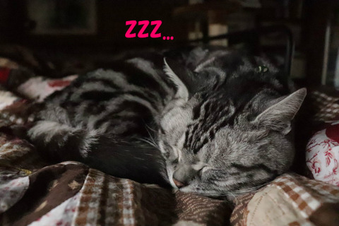 zzz