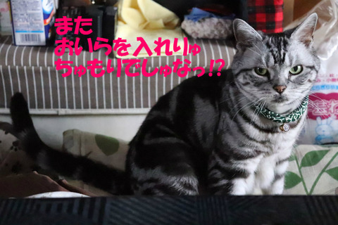ぜったい、入りゅもんきゃ!
