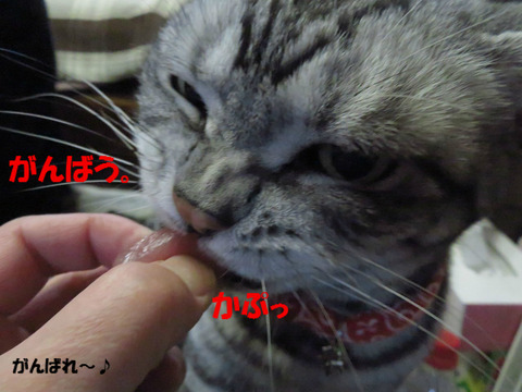 今度こしょ!