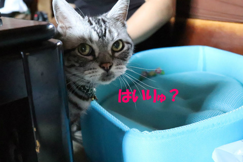 ここ?