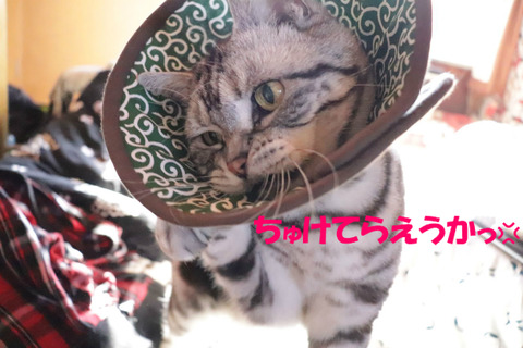 取えない💦